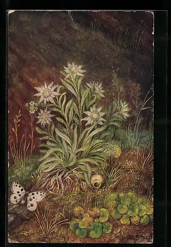 Künstler-AK Matthäus Schiestl: Edelweiss-Pflanze und Schmetterling
