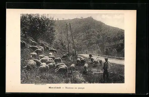 AK Mas-d`Azil, Moutons au pacage