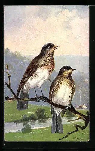 Künstler-AK Alfred Schönian: Vögel auf einem Ast