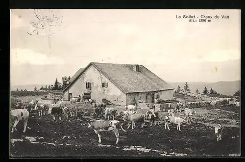 AK Creux du Van, Le Soliat, Kuhherde