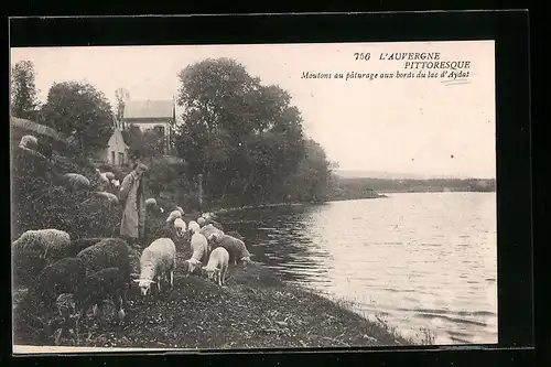 AK Aydat, Moutons au paturage aux bords du lac