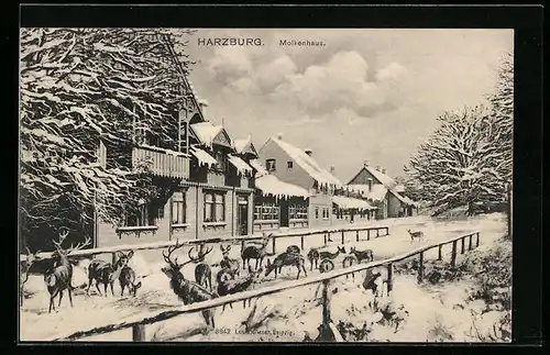 Künstler-AK Harzburg, Rehe und Hirsche im Schnee am Molkenhaus