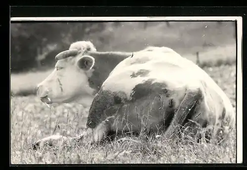 Foto-AK Liegende Kuh auf einer Wiese