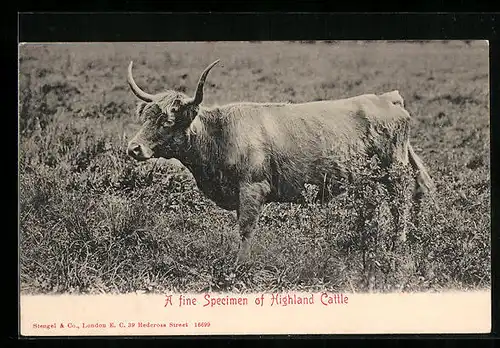 AK A fine specimen of Highland Cattle