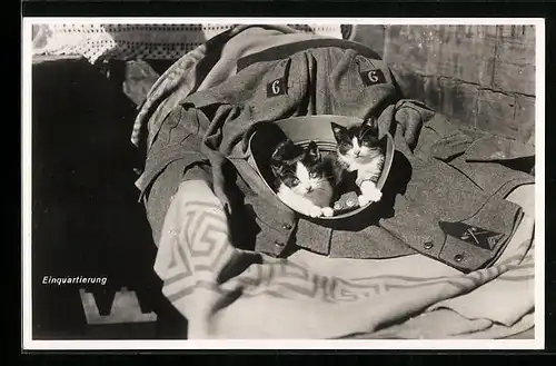 AK Zwei Katzenbabys in einem Solodatenhelm