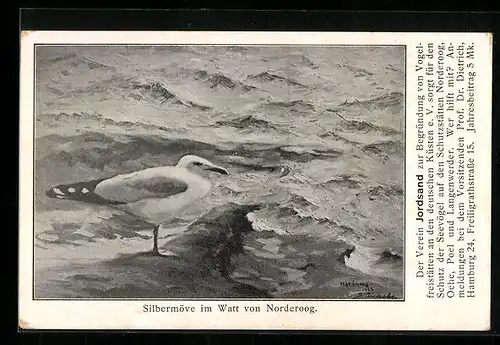 AK Norderoog, Silbermöve im Watt, Karte des Vereins Jordsand zur Begründung von Vogelfreistätten