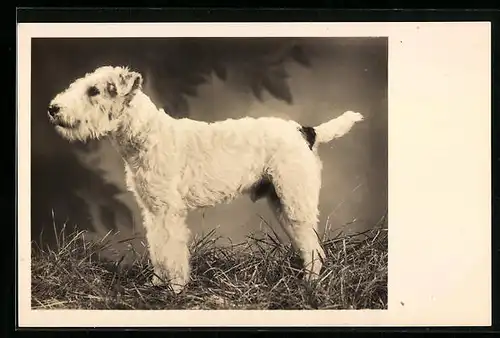 Foto-AK Junger weisser Terrier im Gras