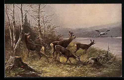 AK Rehe und Vogel an einem Gewässer
