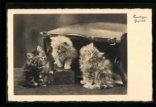 AK Drei Katzenwelpen vor einem Koffer