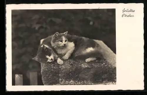 AK Zwei kuschelnde Katzen auf einem Stein