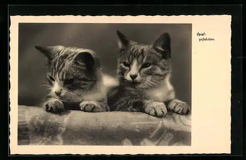 AK Spielgefährten, Zwei junge Katzen