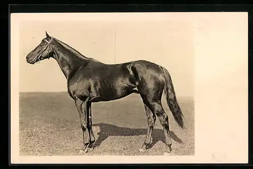 Foto-AK Reitpferd mit Halfter