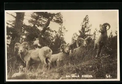 AK Grosse Hornschafe auf einem Abhang