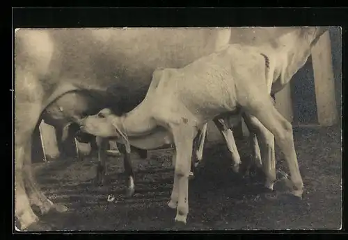Foto-AK Säugendes Kalb im Stall