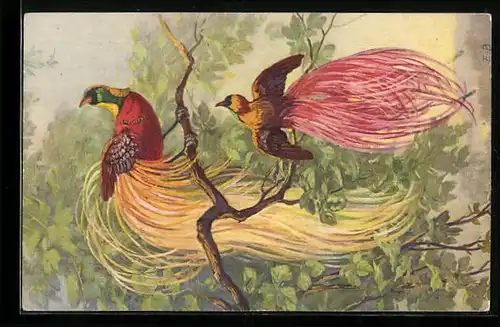 AK Zwei bunte Vögel mit langem Gefieder im Urwald