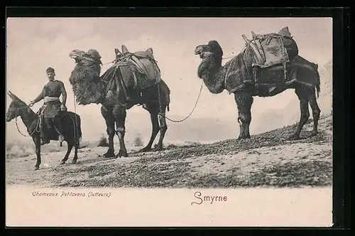 AK Smyrne, Chameaux Pehlavans (lutteurs)