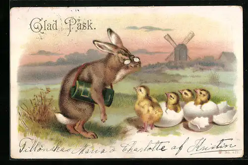 AK Osterhase begutachtet schlüpfende Küken