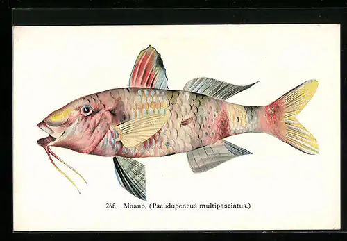 Künstler-AK Moano, Pseudupeneus mutlipasciatus, Vielstreifen-Meerbarbe