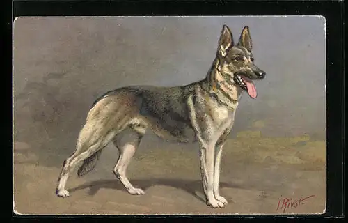 Künstler-AK Hechelnder Schäferhund Rüde