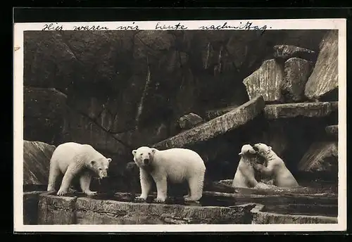 AK Hamburg-Stellingen, Eisbären in Hagenbecks Tierpark