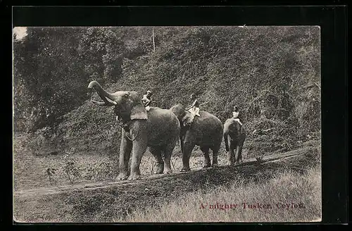 AK Ceylon, A mighty Tusker, Indische Arbeitselefanten