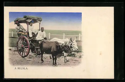 AK A Reckla, Ein Ochsengespann