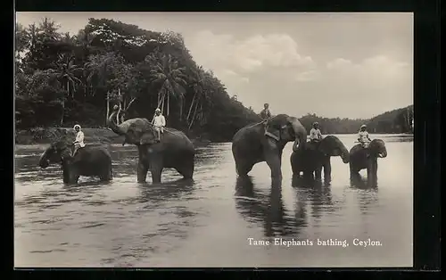 AK Ceylon, Tame Elephants bathing, zahme Elefanten baden