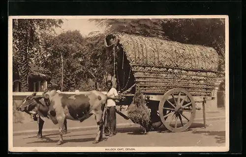 AK Ceylon, Bullock Cart, Ochsengespann