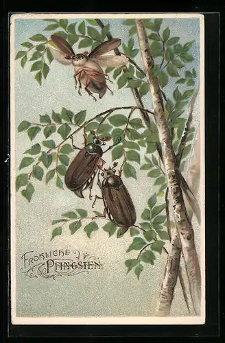 Präge-AK Drei Maikäfer an einer Birke, Pfingstgruss
