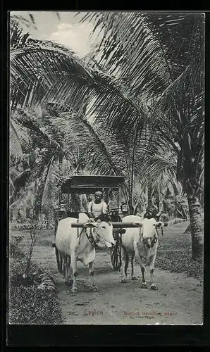 AK Ceylon, Bullock travelling wagon, Gespann unter Palmen