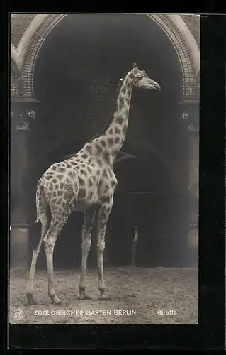 AK Berlin, Giraffe vor Säulengewölbe, Zoologischer Garten