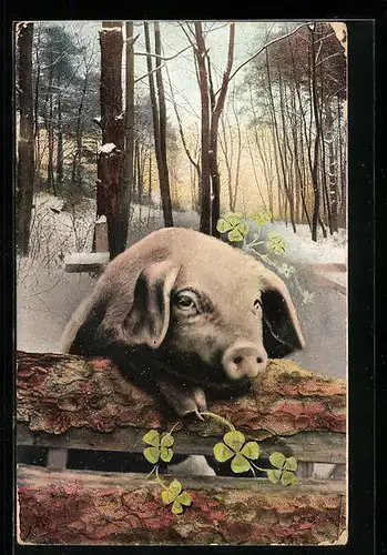 AK Schwein an einer Bank im Winterwald