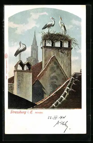 Lithographie Strassburg i. E., Störche, Münster im Hintergrund