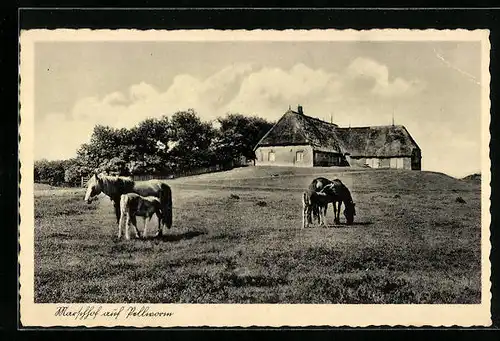 AK Pellworm, Bauernhof mit Pferden