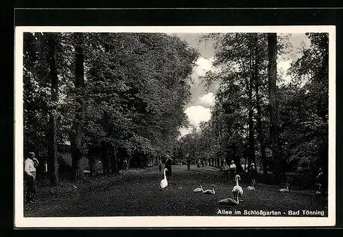 AK Bad Tönning, Allee im Schlossgarten