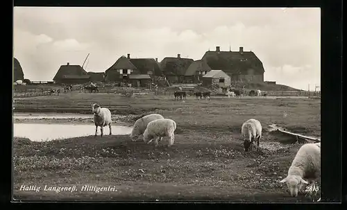 AK Hallig Langeness, Hilligenlei