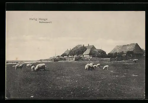 AK Hallig Hooge, Bakkenswerft