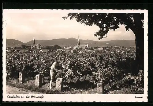 AK Edenkoben an der Weinstrasse, Weinberg mit Ortskulisse