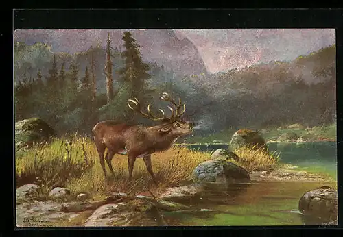 AK An der Tränke, Röhrender Hirsch