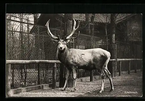 AK Berlin, Edelhirsch, Zoologischer Garten