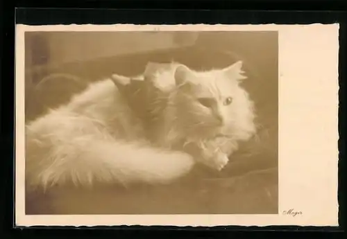 AK Liegende weisse Langhaar-Katze