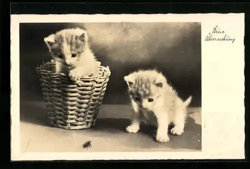 AK Zwei Katzenkinder starren auf einen Maikäfer