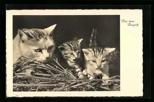 AK Katzenmutter mit zwei Jungen im Stroh