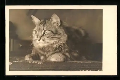 AK Getigerte Katze auf einem Tisch