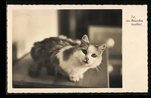 AK Pst, das Mäuschen knabbert, Katze auf einem Tisch