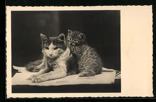 AK Katzenmutter mit Katzenkind auf einer Zeitung