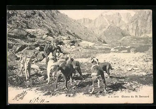 AK Chiens du St. Bernard, Bernhardiner im Hochgebirge