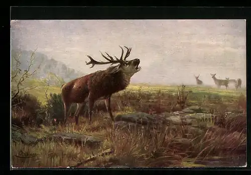AK Oktobermorgen, Röhrender Hirsch