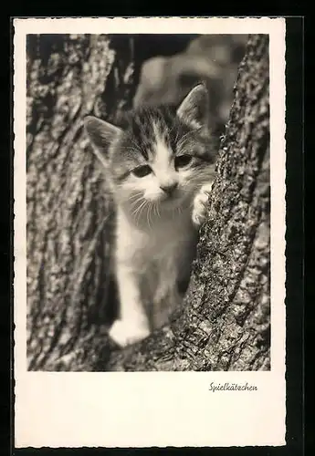 AK Spielkätzchen, Junge Katze zwischen Baumstämmen