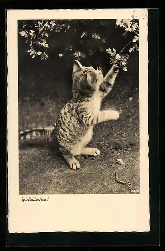 AK Junge Katze zupft an einem Zweig mit Blüten